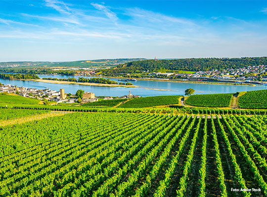 Schöner Ausblick auf die Weinreben in Achern