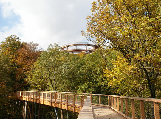 Baumwipfelpfad der durch den Wald führt